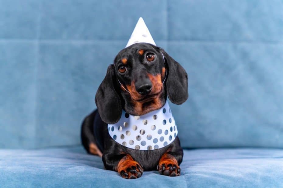How to Make Sure Your Dog Is Ready For Its Next Party